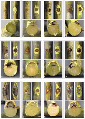 Fungi Associated With Woody Tissues of European Beech and Their Impact on Tree Health